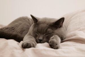 Mehr über den Artikel erfahren Die 5 besten Tipps, um abends beruhigt einschlafen zu können